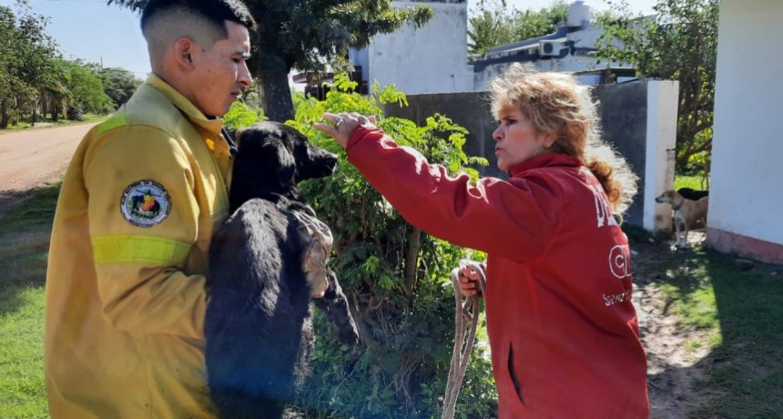 Villa &Aacute;ngela: DIVISI&Oacute;N BOMBEROS RESCATARON A UN PERRO DE UN DESAG&Uuml;E  