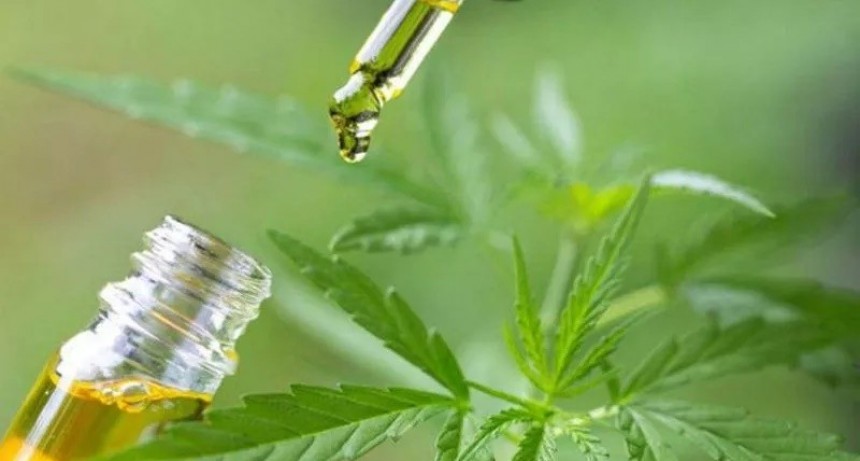 Se promulg&oacute; la Ley de Cannabis Medicinal