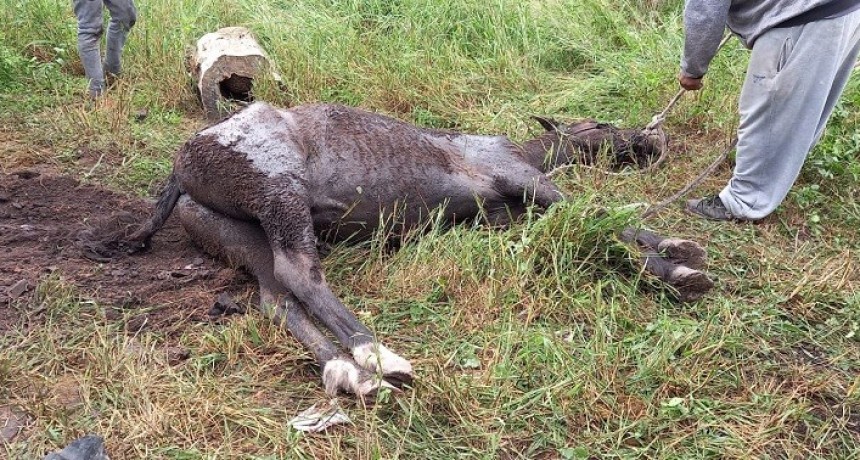 Villa &Aacute;ngela: BOMBEROS RESCATAN UN EQUINO CA&Iacute;DO EN UN POZO 