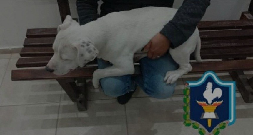 Villa &Aacute;ngela: LA R&Aacute;PIDA INTERVENCI&Oacute;N  POLICIAL PERMITI&Oacute; QUE UN PERRO PUEDA REGRESAR CON SU DUE&Ntilde;O  