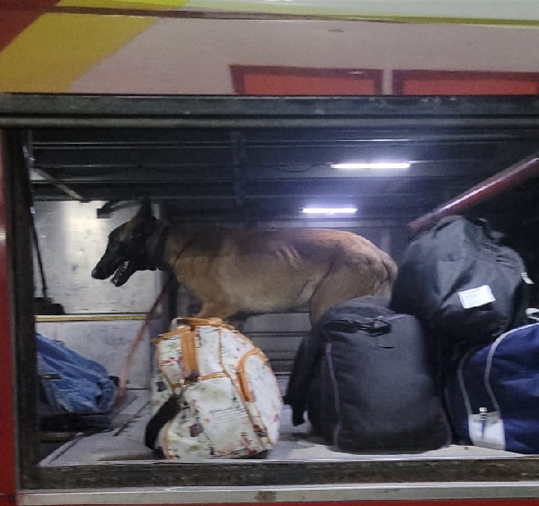 Villa &Aacute;ngela: CON AYUDA DEL CAN &ldquo;OBA&ldquo;, SECUESTRAN MARIHUANA EN LA TERMINAL