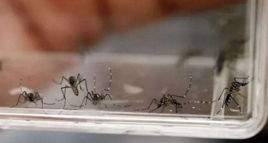 M&Aacute;S DE 120 NUEVOS CASOS DE DENGUE CONFIRMADOS EN LAS &Uacute;LTIMAS 24 HORAS EN EL CHACO