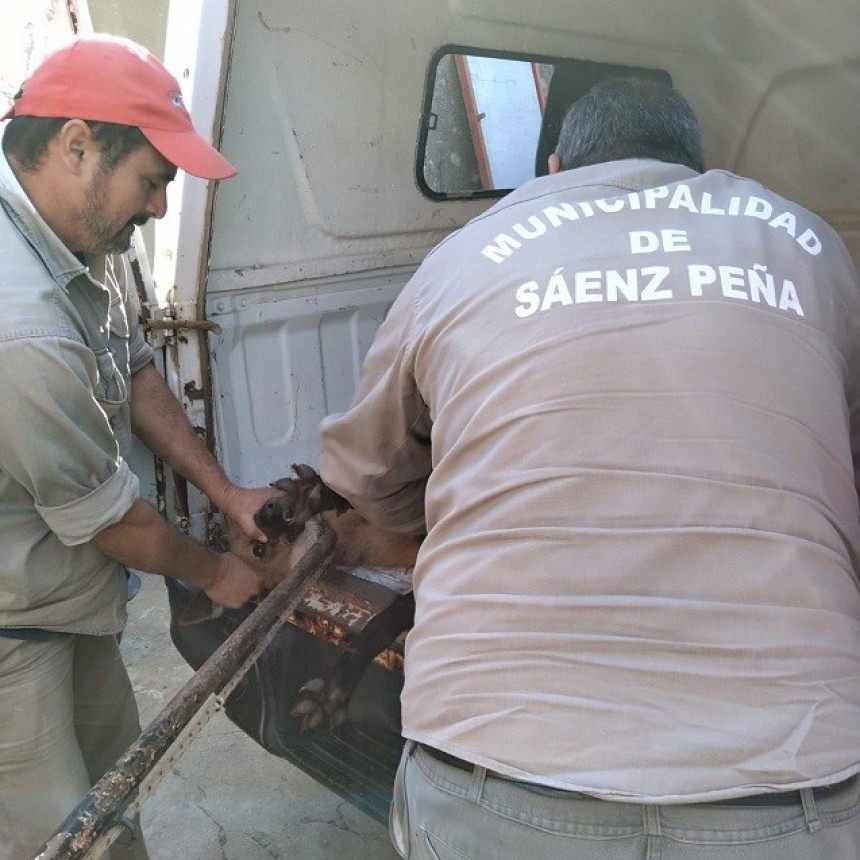 Villa &Aacute;ngela: RESCATAN UN AGUAR&Aacute; GUAZ&Uacute; Y LO TRASLADAN AL COMPLEJO ECOL&Oacute;GICO DE S&Aacute;ENZ PE&Ntilde;A