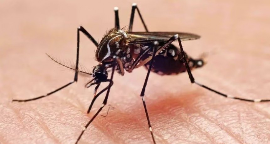 SALUD P&Uacute;BLICA BRINDA EL PARTE EPIDEMIOL&Oacute;GICO DE DENGUE