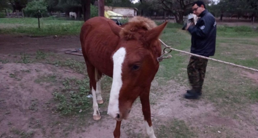 Villa &Aacute;ngela: SECUESTRAN UN EQUINO QUE SE HALLABA SUELTO EN PLENO CENTRO DE LA CIUDAD