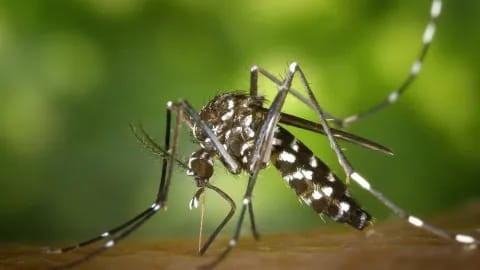 ARGENTINA REGISTRA M&Aacute;S DE 420 MIL CASOS DE DENGUE PERO COMIENZA A DESCENDER EL CONTAGIO