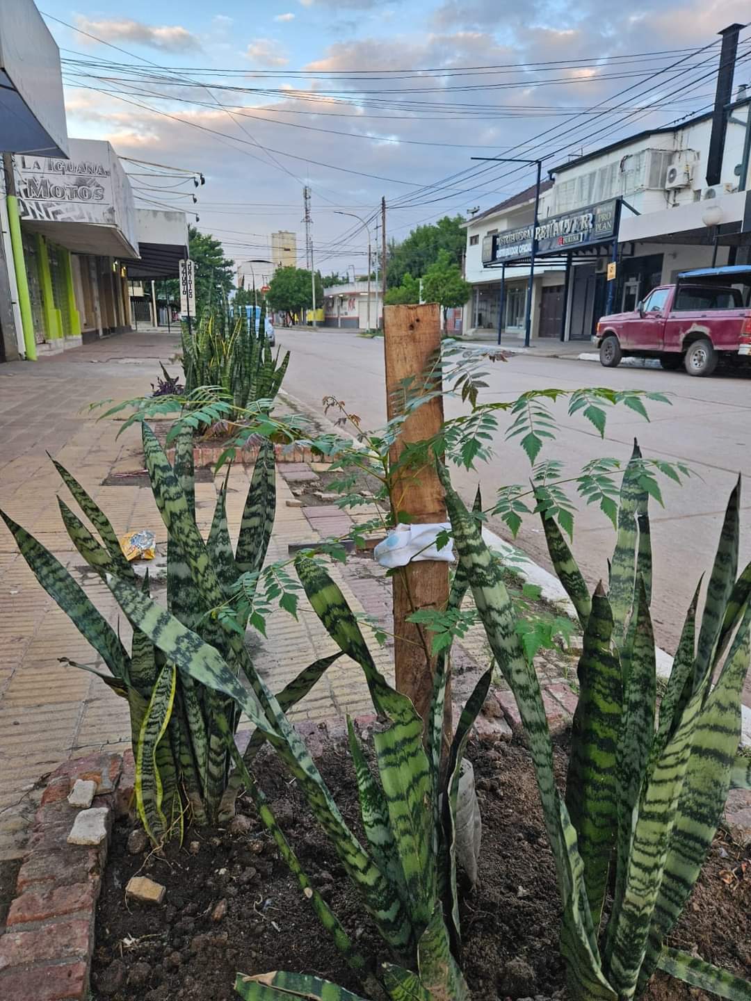 Villa Angela: VECINOS PLANTAN &Aacute;RBOLES EN SU BARRIO