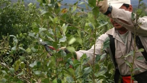 LA IMPORTACI&Oacute;N DE YERBA SE INCREMENT&Oacute; 344% EN EL PRIMER TRIMESTRE