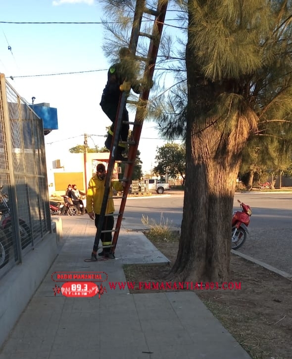 Villa &Aacute;ngela: PERSONAL DE BOMBEROS RESCATA UN GATO DE LA COPA DE UN &Aacute;RBOL
