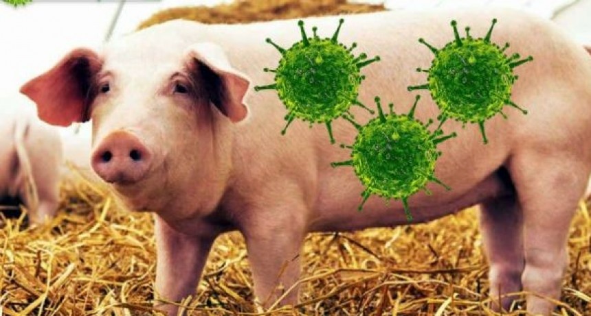 Identifican un nuevo virus con "potencial pand&eacute;mico" en China