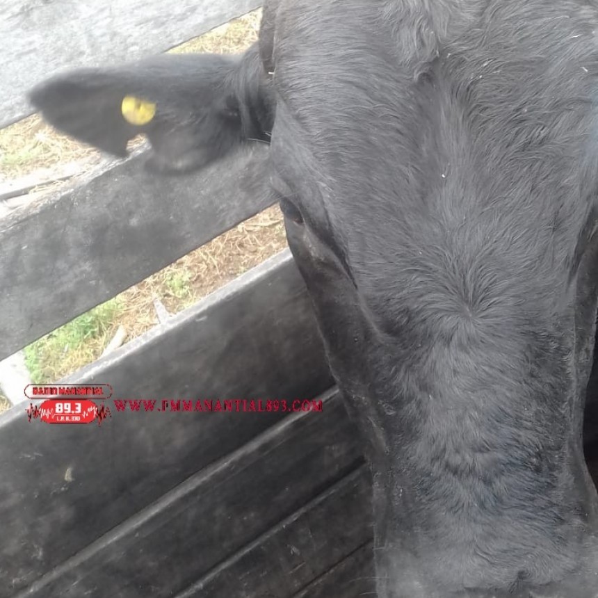 Enrique Urien: INGRES&Oacute; UN TORO AJENO A SU CAMPO Y R&Aacute;PIDAMENTE CONTACT&Oacute; AL PERSONAL DE POLIC&Iacute;A RURAL