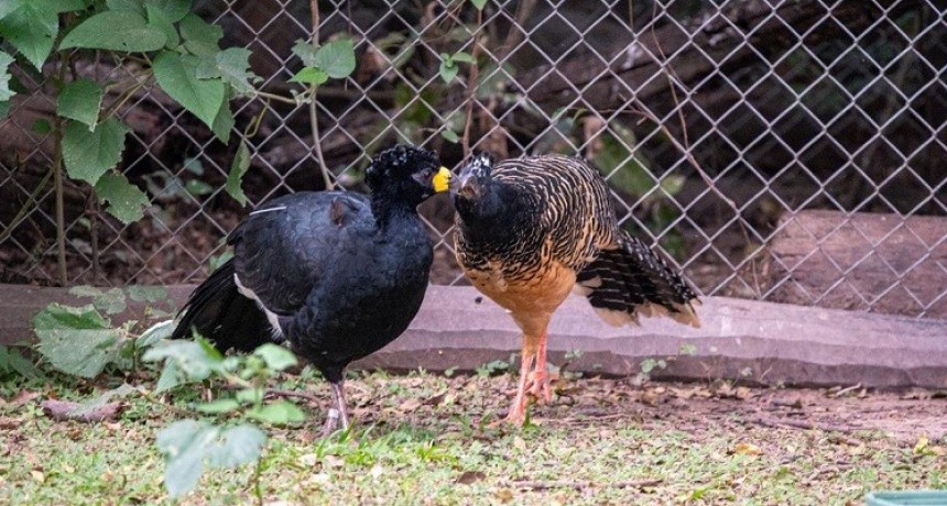 Por primera vez, se liberaron ejemplares de muitú en Chaco