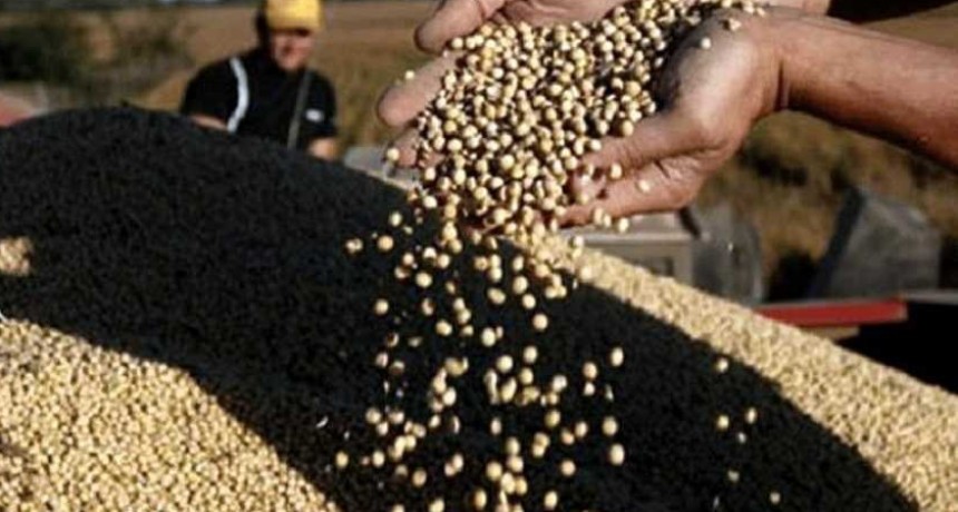 La soja alcanz&oacute; su m&aacute;ximo precio hist&oacute;rico: US$ 652 la tonelada