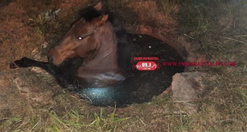 Villa &Aacute;ngela: LA DIVISI&Oacute;N DE BOMBEROS RESCATA A UN EQUINO CA&Iacute;DO A UN POZO NEGRO