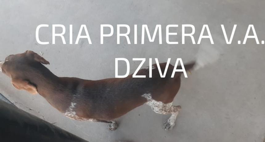 Villa &Aacute;ngela: RECUPERARON UN CACHORRO HURTADO