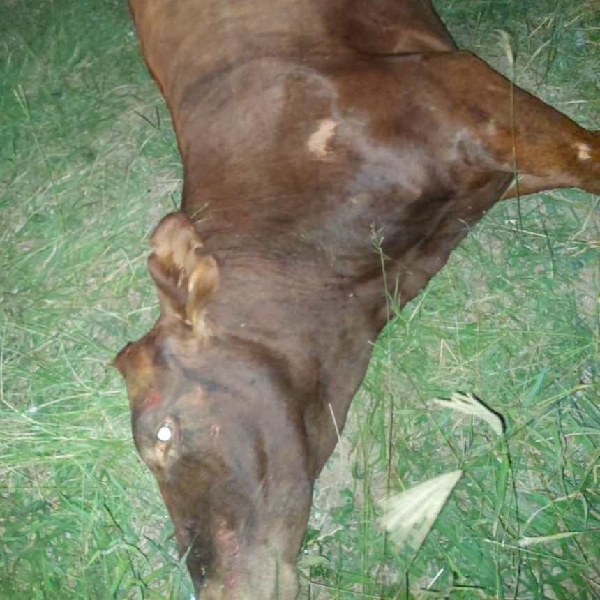 RN N&ordm;95, Km 1005: UN AUTOM&Oacute;VIL Y UN COLECTIVO COLISIONARON CON UNA VACA QUE SE HALLABA MUERTA A LA VERA DE LA BANQUINA 