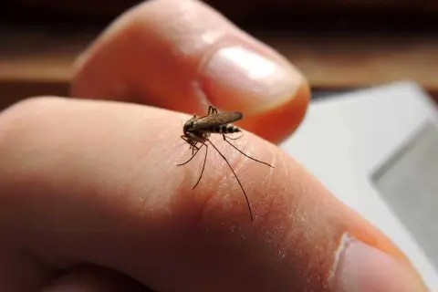 El Chaco super&oacute; los 6700 casos de dengue