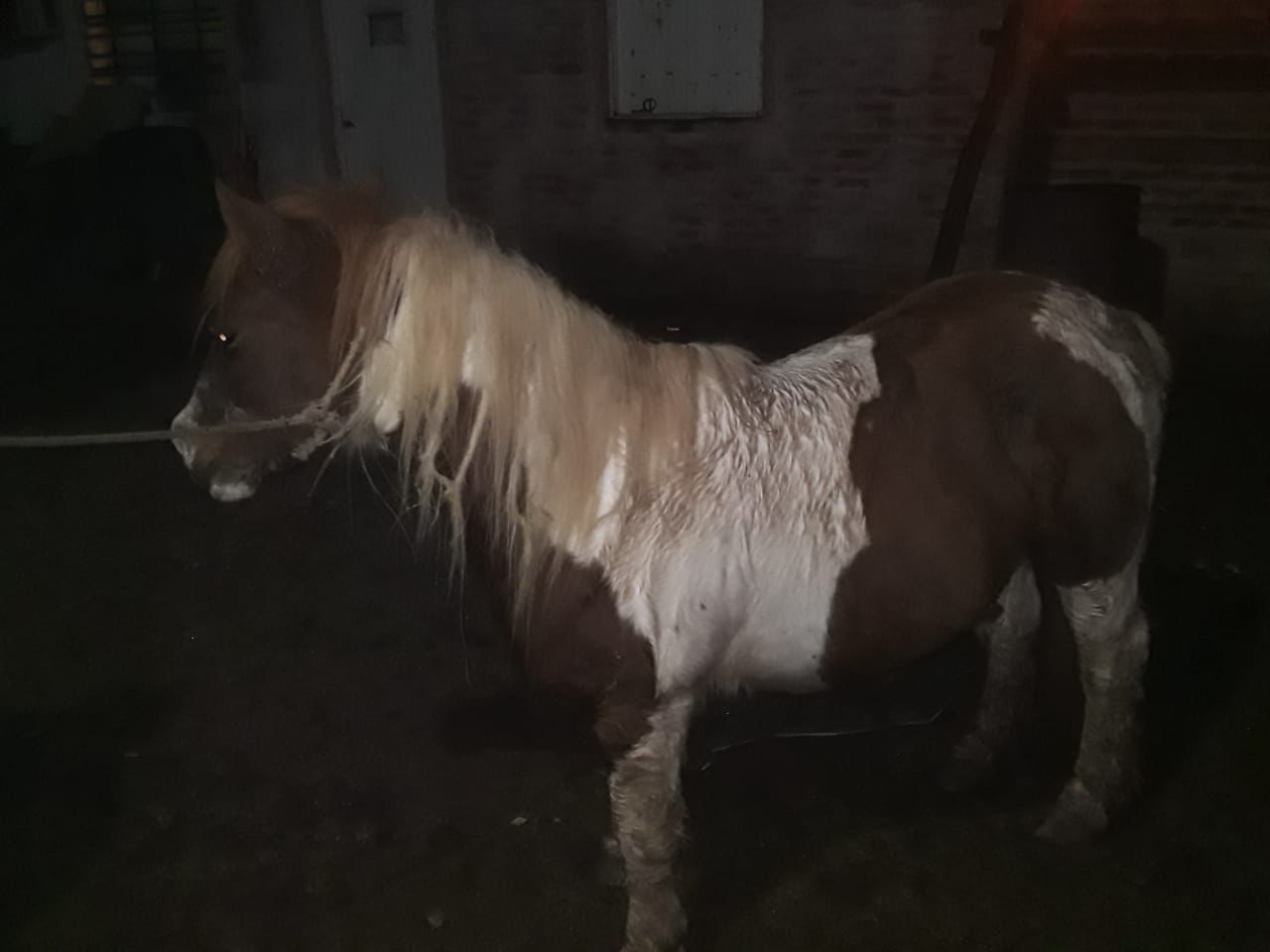 Villa &Aacute;ngela:  SECUESTRAN DOS CABALLOS SUELTOS FRENTE A LA SOCIEDAD RURAL