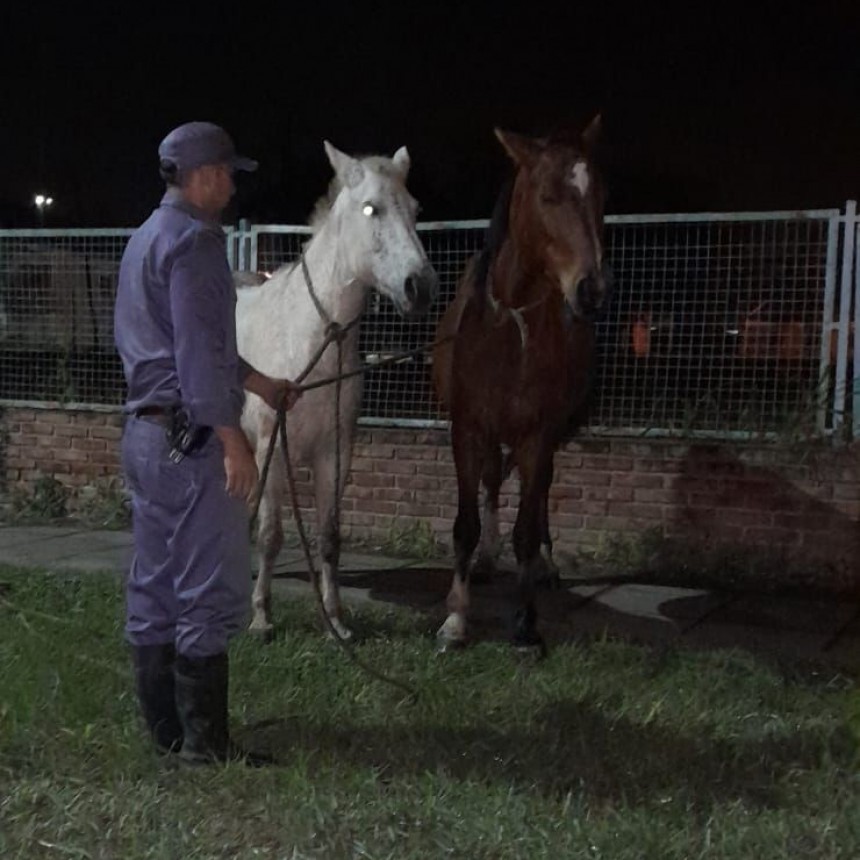 Villa &Aacute;ngela: SECUESTRAN DOS EQUINOS QUE SE HALLABAN SUELTOS EN LA V&Iacute;A P&Uacute;BLICA