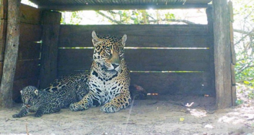 Monumento natural "UN NOMBRE PARA EL YAGUARET&Eacute;", LA CAMPA&Ntilde;A QUE BUSCA UNA IDENTIDAD A LOS CACHORROS CHAQUE&Ntilde;OS