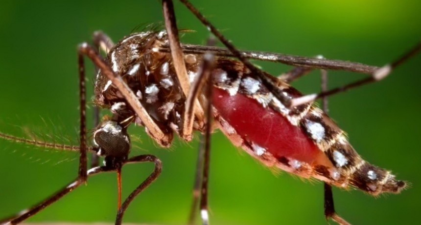 SALUD P&Uacute;BLICA BRINDA EL PARTE EPIDEMIOL&Oacute;GICO DE DENGUE