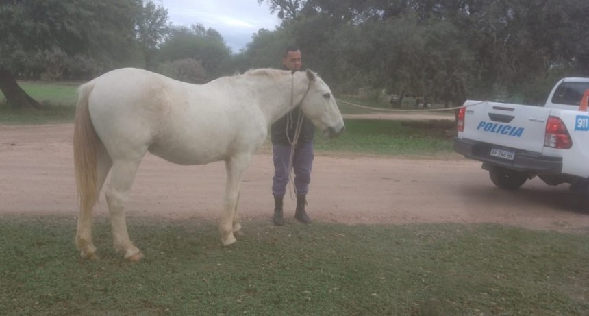 Villa &Aacute;ngela: POLIC&Iacute;A RURAL SECUESTRO UN CABALLO QUE SE HALLABA SUELTO POR CALLE SAN MART&Iacute;N