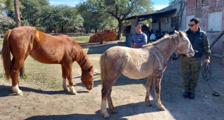 Villa &Aacute;ngela: NUEVAMENTE  DIVISI&Oacute;N RURAL SECUESTR&Oacute; DOS EQUINOS QUE SE HALLABAN SUELTOS EN LA V&Iacute;A P&Uacute;BLICA 
