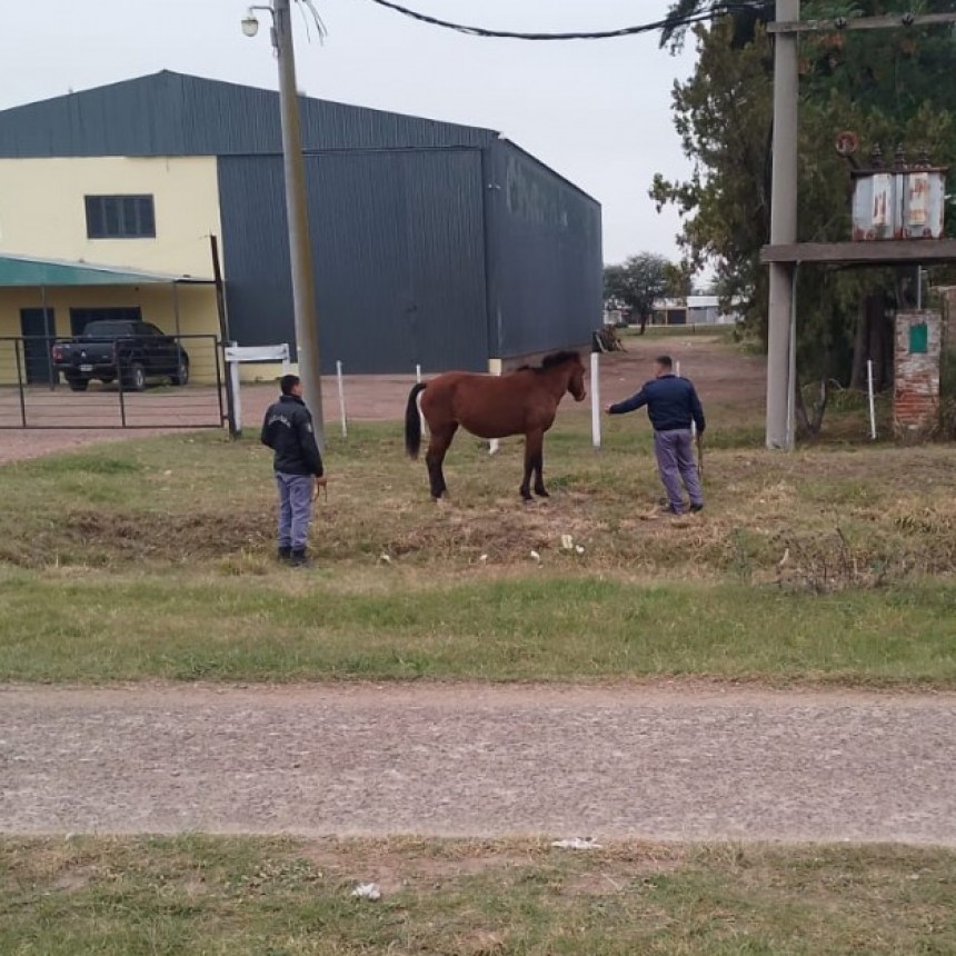 Villa &Aacute;ngela: POLIC&Iacute;A RURAL SECUESTRO UNA YEGUA SUELTA  A LA VERA DE LA RUTA NACIONAL N&ordm;95