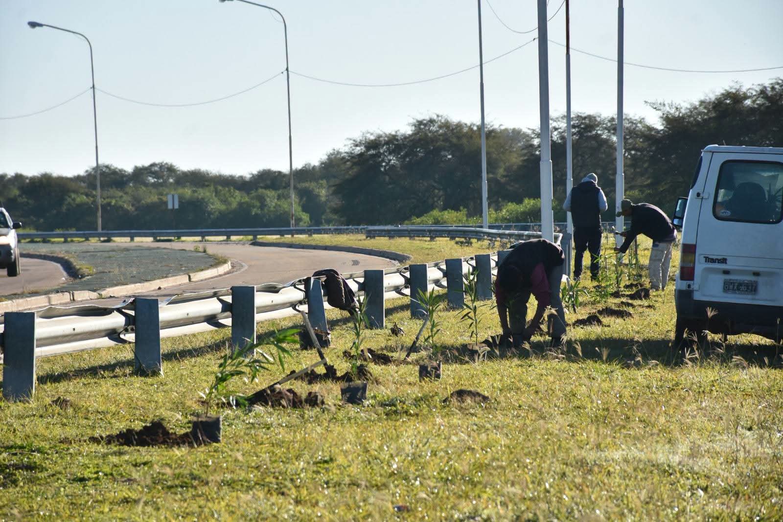 KOSCIAK DESTAC&Oacute; LA PLANTACI&Oacute;N DE 400 LAURELES EN EL ACCESO NORTE Y EL AVANCE DEL PLAN DE FORESTACI&Oacute;N EN VILLA &Aacute;NGELA