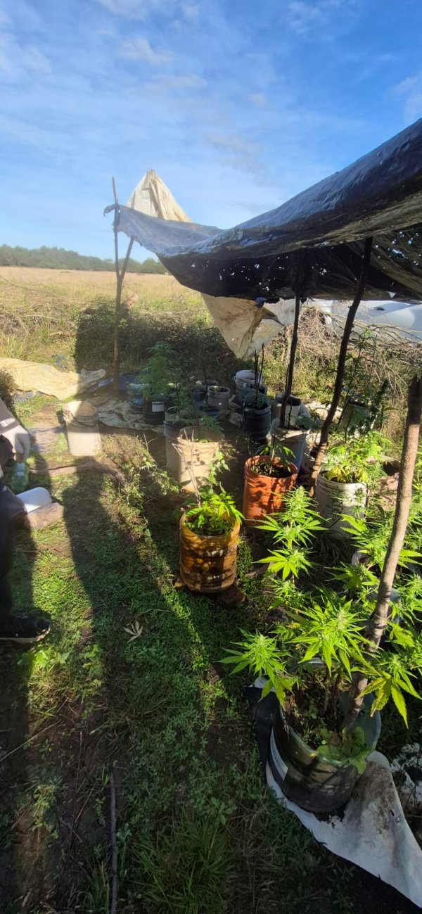 VILLA &Aacute;NGELA: DESBARATAN CENTRO DE VENTA Y LUGAR DE ACOPIO Y DISTRIBUCI&Oacute;N DE MARIHUANA