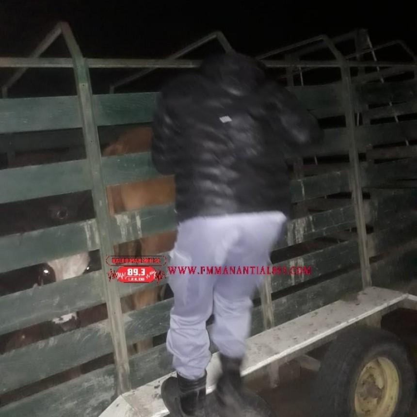 Villa &Aacute;ngela: SON SECUESTRADOS VARIOS ANIMALES QUE INTENTARON PASAR POR EL ACCESO OESTE SIN DOCUMENTACI&Oacute;N