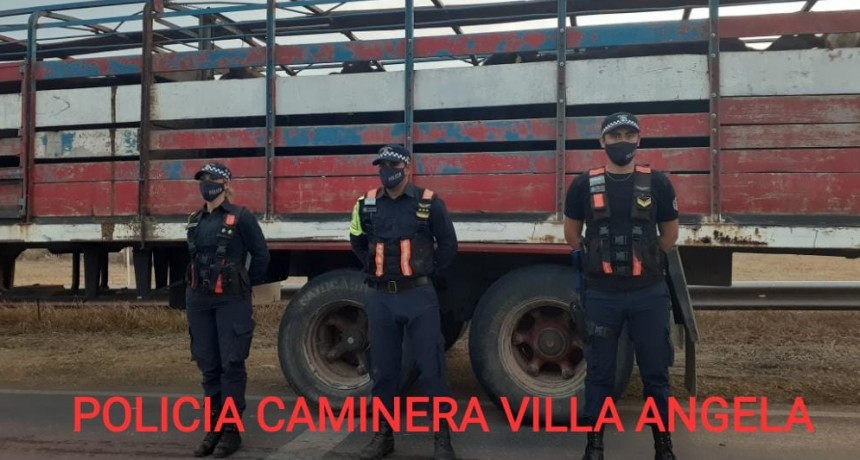 Villa &Aacute;ngela: LA DIVISI&Oacute;N DE TRANSITO URBANO SECUESTR&Oacute; UN TRAILER CON 58 ANIMALES POR FALTA DE DOCUMENTACI&Oacute;N.
