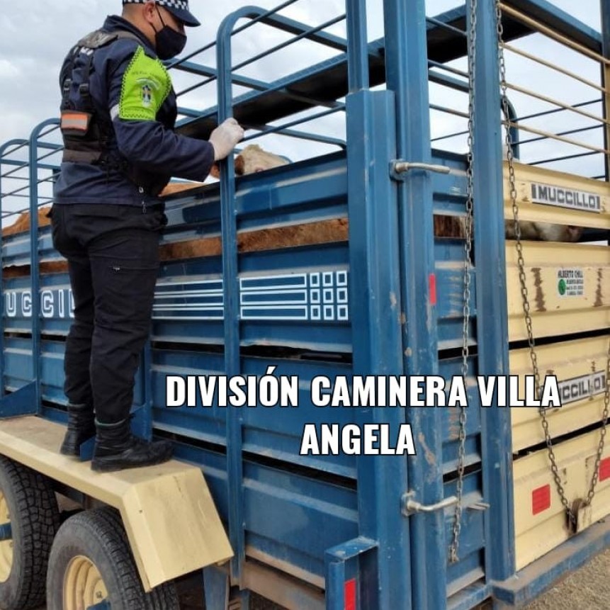 Villa &Aacute;ngela: LA DIVISI&Oacute;N DE TRANSITO URBANO SECUESTR&Oacute; 3 ANIMALES QUE ERAN TRANSPORTADOS SIN DOCUMENTACI&Oacute;N.