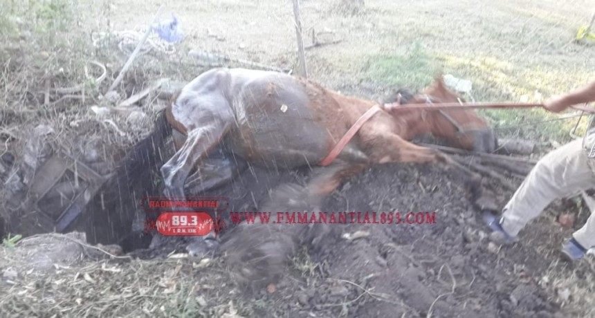 Villa &Aacute;ngela: BOMBEROS RESCAT&Oacute; UN EQUINO CA&Iacute;DO EN UN POZO NEGRO