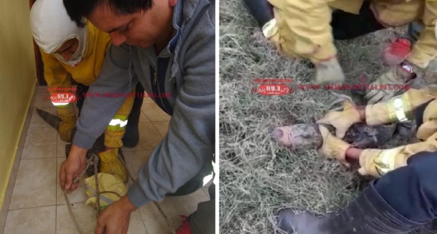 Villa &Aacute;ngela: UN VECINO DEL B&deg; 100 VIVIENDAS ENCUENTRA UN YACAR&Eacute; EN SU CASA