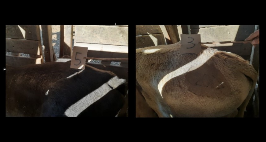 Villa &Aacute;ngela: DETIENEN A UNA CAMIONETA TRANSPORTANDO 5 ANIMALES VACUNOS SIN CERTIFICADO DE GUIA