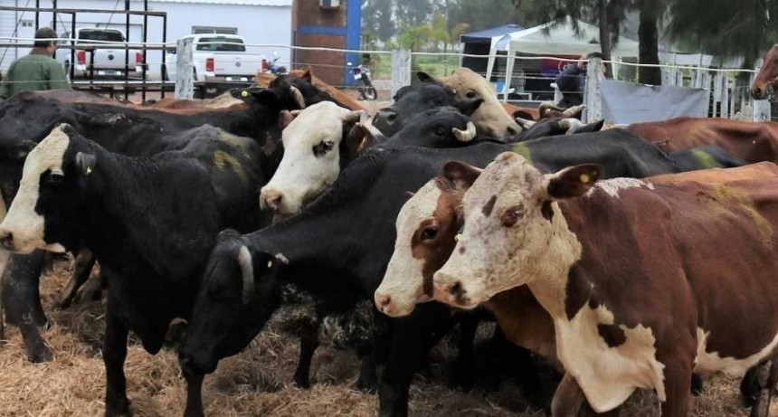 Santa Sylvina, sede del noveno remate ganadero del a&ntilde;o