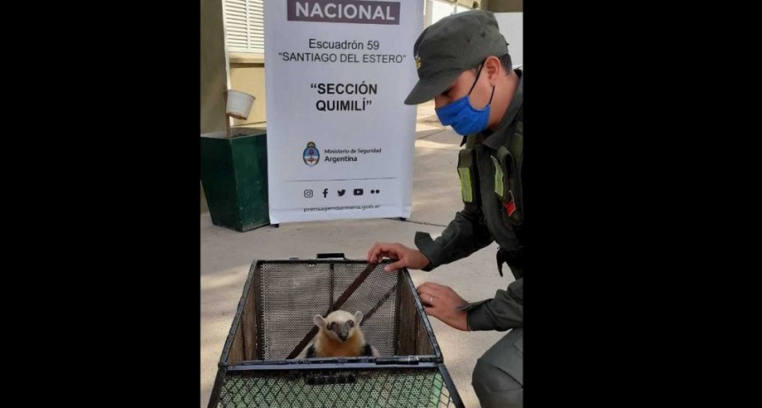 Gendarmes rescataron un oso hormiguero en Quimil&iacute;