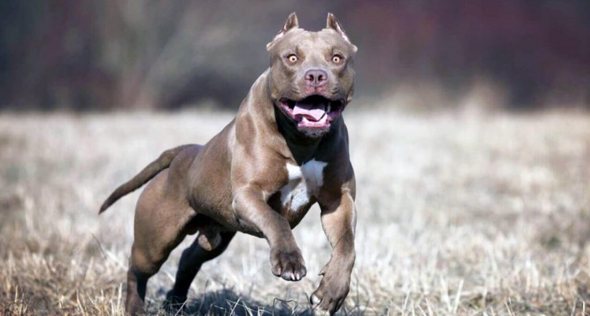 Villa &Aacute;ngela: UN PERRO ATAC&Oacute; A DOS PERSONAS QUE PELEABAN ENTRE S&Iacute; PROVOC&Aacute;NDOLES LESIONES EN EL ROSTRO