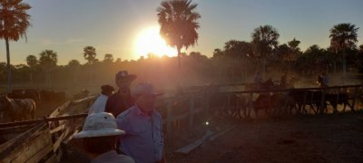 Robaron 90 animales vacunos de un campo: hay cinco personas detenidas