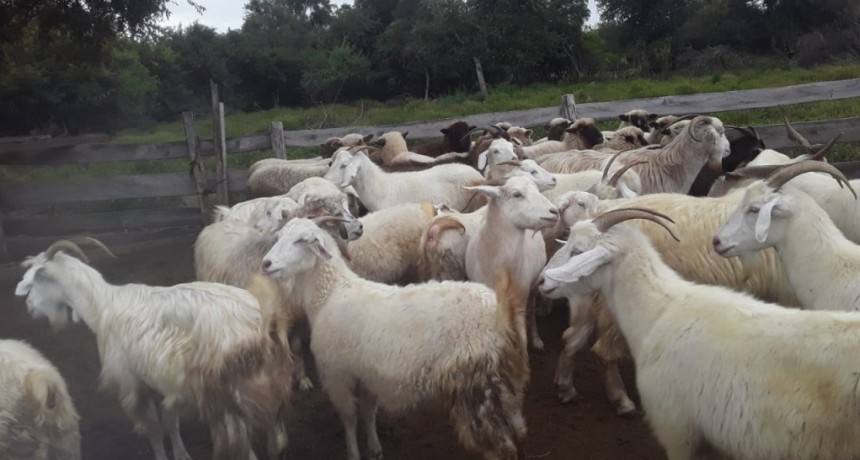 Villa &Aacute;ngela: RECUPERARON 34 ANIMALES CAPRINO QUE ESTABAN DENTRO DE UN CAMPO AJENO