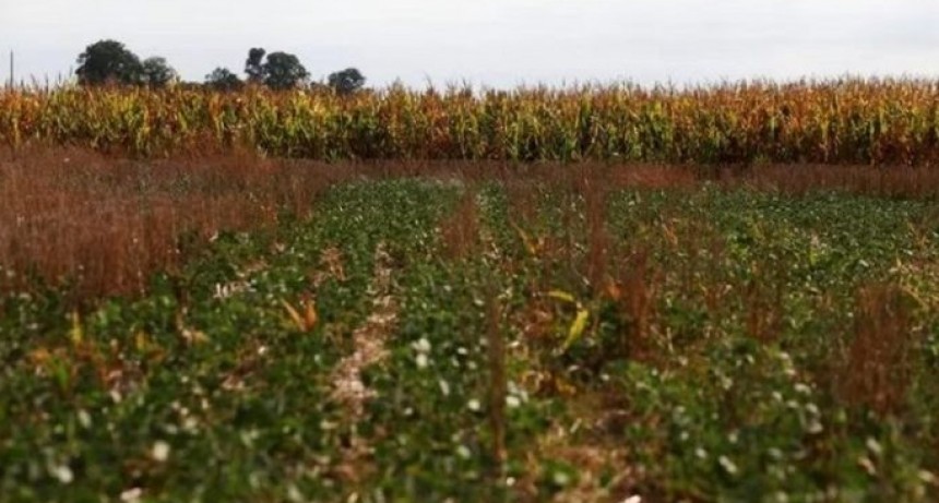 Finaliz&oacute; la peor cosecha de soja en 20 a&ntilde;os: LA PRODUCCI&Oacute;N FUE DE APENAS 21 MILLONES DE TONELADAS
