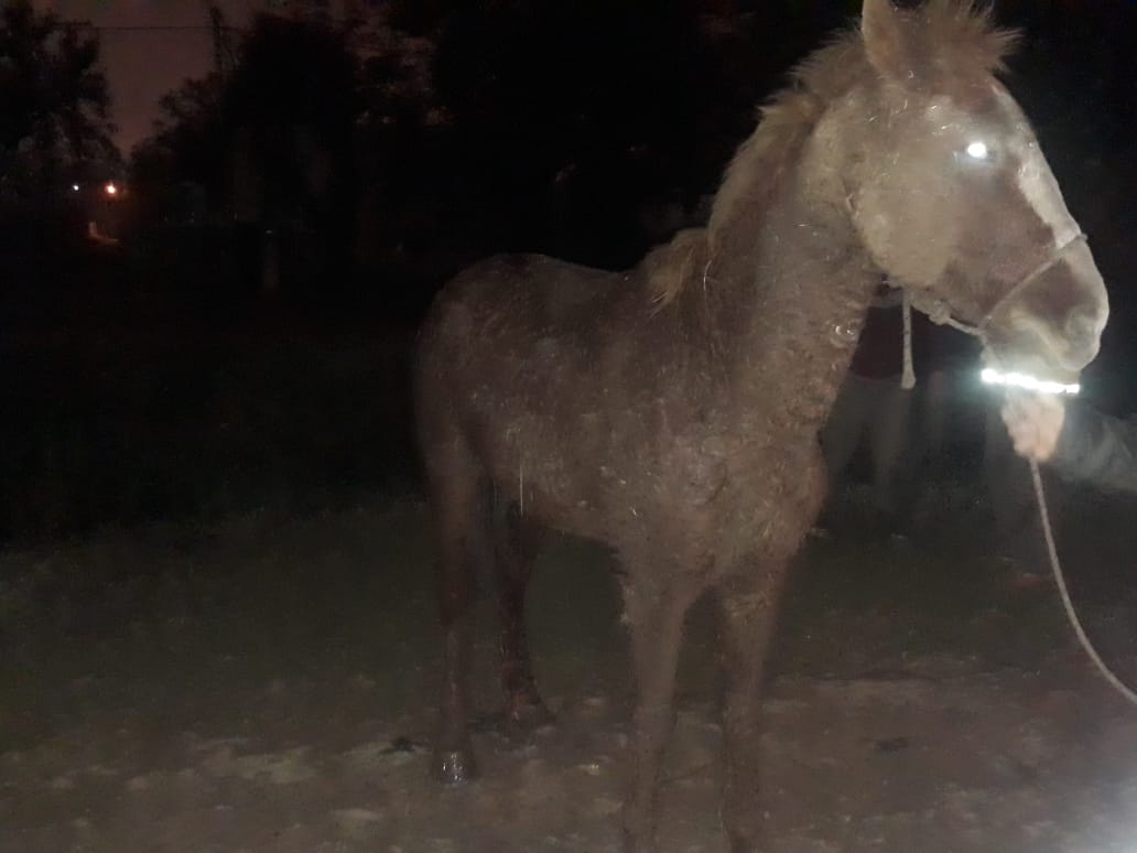 Villa &Aacute;ngela: RESCATAN A UN ANIMAL EQUINO DE UNA ZANJA