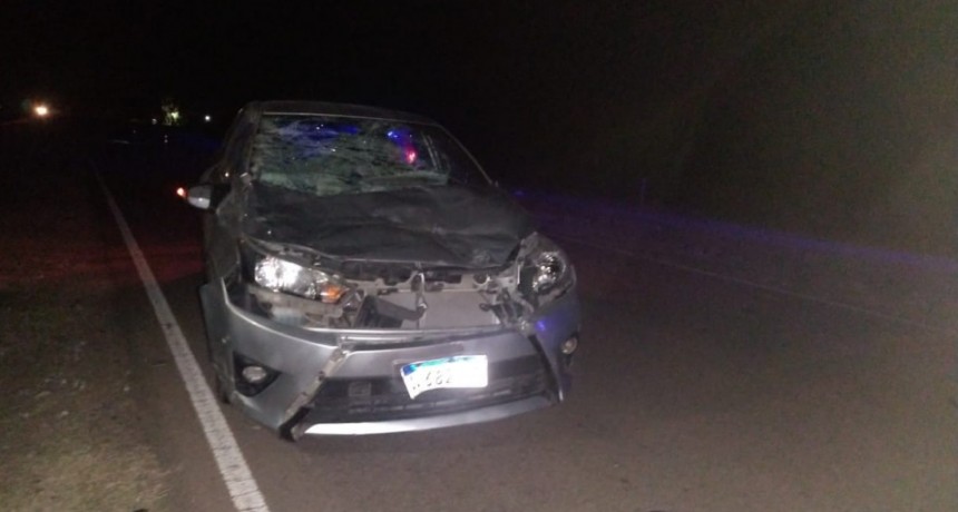 Villa &Aacute;ngela: UN AUTOM&Oacute;VIL EMBISTI&Oacute; UN CABALLO QUE SE HALLABA SUELTO EN EL ACCESO NORTE 