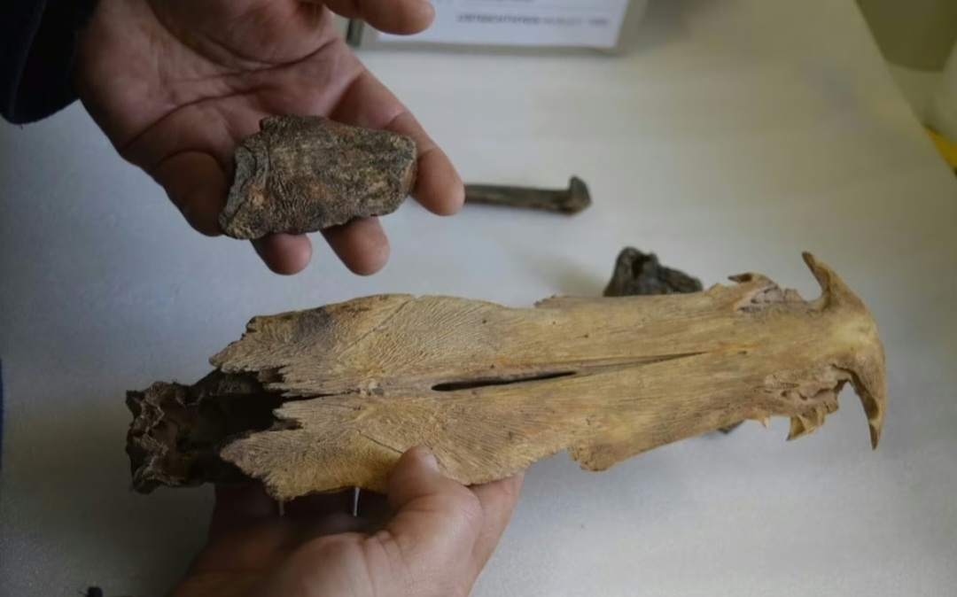 RETOMARON LOS ESTUDIOS SOBRE LOS RESTOS FÓSILES HALLADOS HACE CINCO DÉCADAS EN CHACO E IDENTIFICARON NUEVOS MAMÍFEROS 