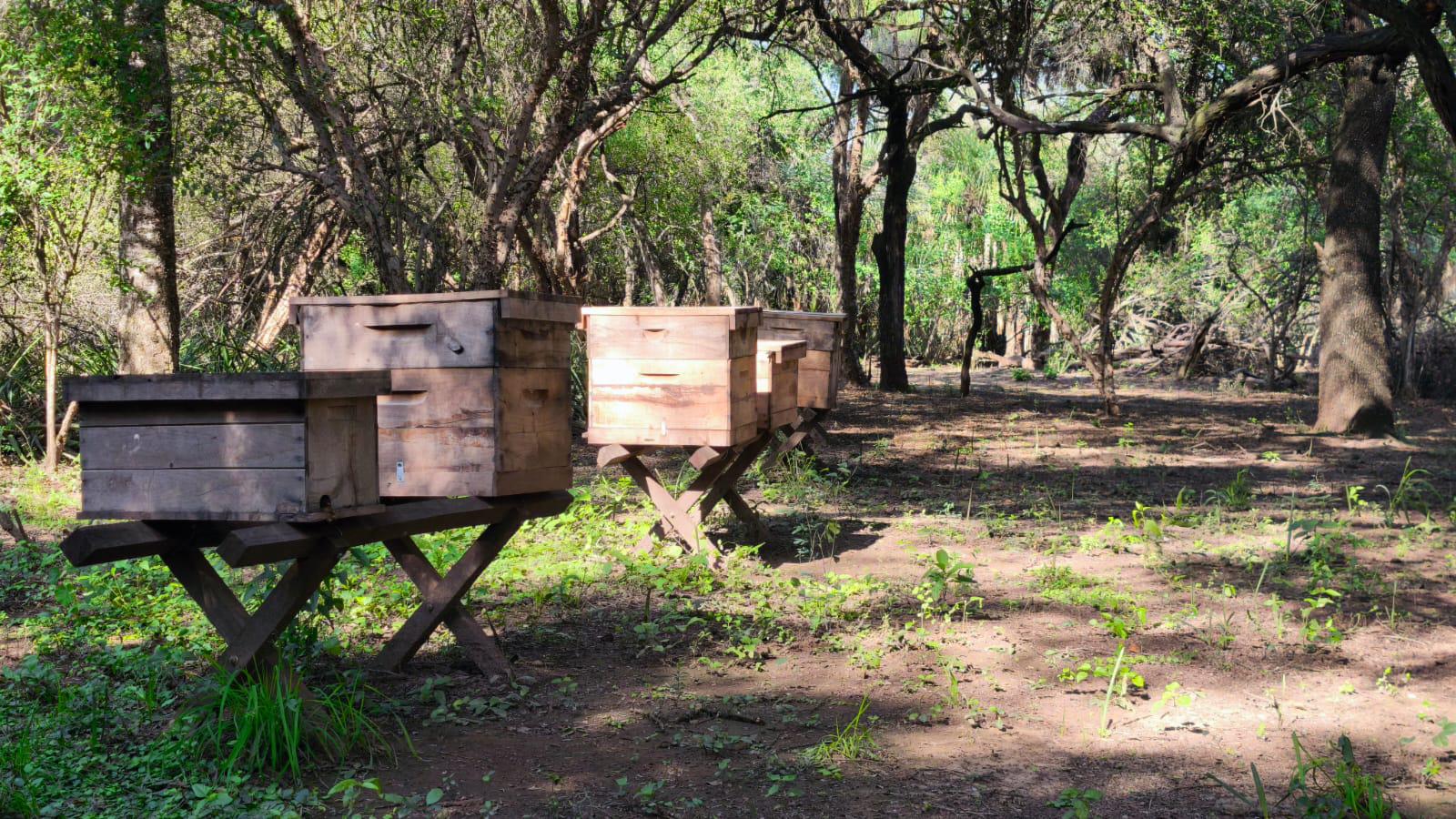 GRAN NOTICIA: CHACO LIDERA LA PRODUCCIÓN DE MIEL ORGÁNICA EN LA ARGENTINA