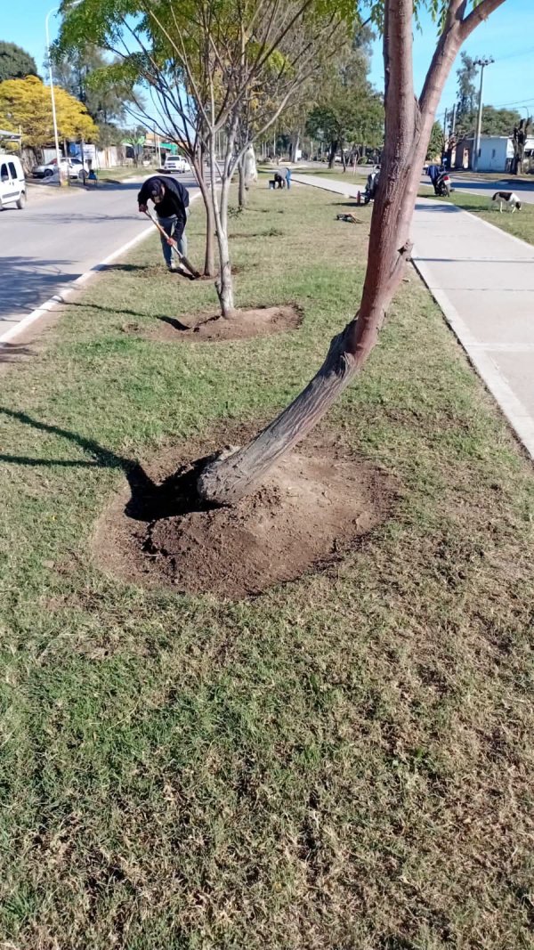 COMPROMISO CON EL AMBIENTE: EL MUNICIPIO REFUERZA EL CUIDADO DEL ARBOLADO URBANO CON TRABAJOS EN EL BOULEVARD SAN MART&Iacute;N Y AVENIDA BITTEL