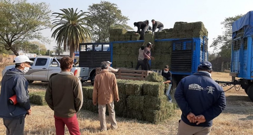 Villa &Aacute;ngela: LA MUNICIPALIDAD REALIZ&Oacute; ENTREGA DE ALFALFA A PEQUE&Ntilde;OS PRODUCTORES