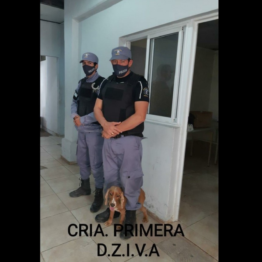 Villa &Aacute;ngela: PERSONAL DE COMISAR&Iacute;A PRIMERA RECUPERA UN PERRO TRAS LA DENUNCIA DE SU DUE&Ntilde;A