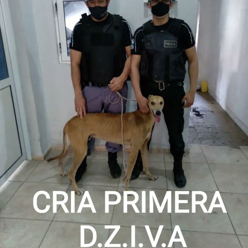 Villa &Aacute;ngela: EL PERSONAL POLICIAL RECUPERA OTRO PERRO Y YA FUE RESTITU&Iacute;DO A SU DUE&Ntilde;A